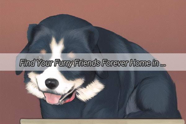 Find Your Furry Friends Forever Home in Yutian Discover the Ultimate Dog Adoption Haven